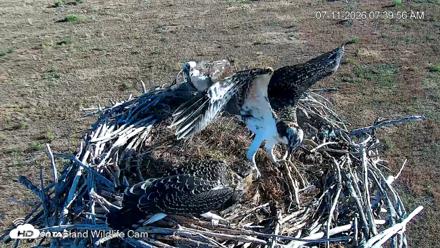 City of Loveland Ospreys Live Cam - Jul 11, 2026, 7:41am MDT
