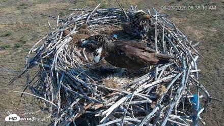 City of Loveland Ospreys Live Cam - Jun 23, 2026, 8:39am MDT