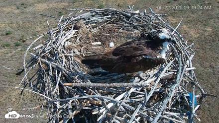 City of Loveland Ospreys Live Cam - Jun 22, 2026, 9:40am MDT