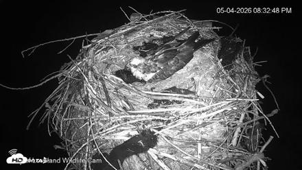 City of Loveland Ospreys Live Cam - May 4, 2026, 8:33pm MDT