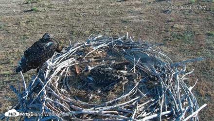 City of Loveland Ospreys Live Cam - Jul 13, 2026, 6:55am MDT