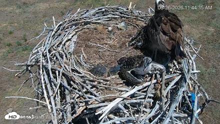 City of Loveland Ospreys Live Cam - Jun 26, 2026, 11:45am MDT
