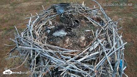 City of Loveland Ospreys Live Cam - Jul 2, 2026, 5:29am MDT