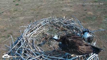 City of Loveland Ospreys Live Cam - Jul 7, 2026, 9:30am MDT