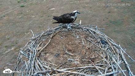 City of Loveland Ospreys Live Cam - Jul 29, 2026, 1:36pm MDT