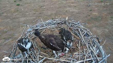 City of Loveland Ospreys Live Cam - Jul 21, 2026, 8:01pm MDT