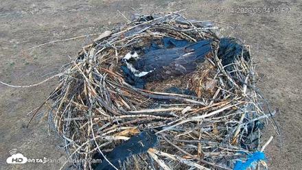 City of Loveland Ospreys Live Cam - May 4, 2026, 5:35pm MDT