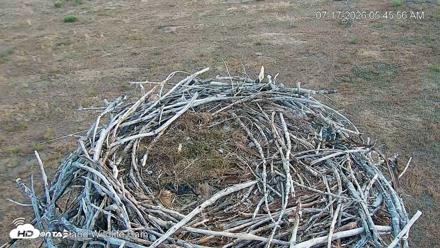 City of Loveland Ospreys Live Cam - Jul 17, 2026, 5:47am MDT