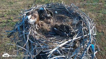City of Loveland Ospreys Live Cam - Jun 27, 2026, 6:56am MDT