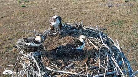 City of Loveland Ospreys Live Cam - Jul 24, 2026, 6:01pm MDT