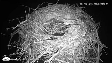 City of Loveland Ospreys Live Cam - Jun 19, 2026, 10:35pm MDT