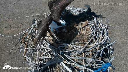 City of Loveland Ospreys Live Cam - Apr 18, 2026, 3:34pm MDT