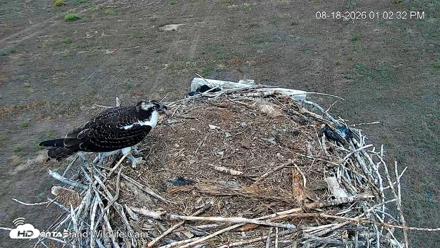 City of Loveland Ospreys Live Cam - Aug 18, 2026, 1:04pm MDT