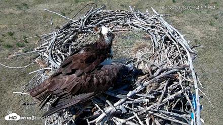 City of Loveland Ospreys Live Cam - Jun 18, 2026, 2:58pm MDT