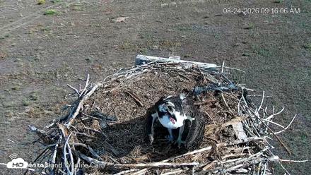 City of Loveland Ospreys Live Cam - Aug 24, 2026, 9:17am MDT