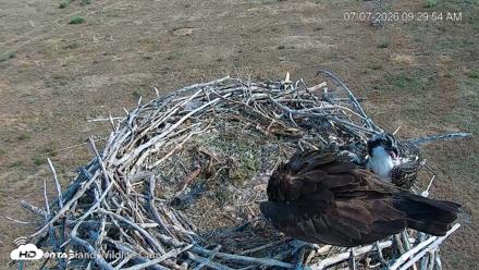 City of Loveland Ospreys Live Cam - Jul 7, 2026, 9:30am MDT