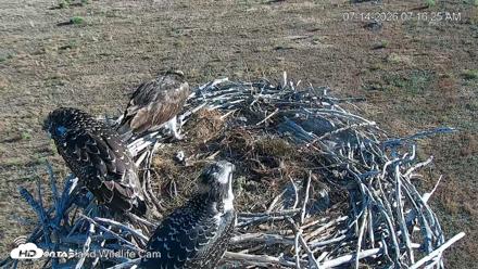City of Loveland Ospreys Live Cam - Jul 14, 2026, 7:17am MDT