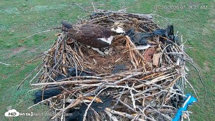 City of Loveland Ospreys Live Cam - May 20, 2026, 7:39am MDT