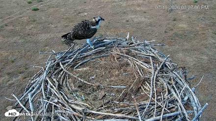 City of Loveland Ospreys Live Cam - Jul 19, 2026, 3:27pm MDT