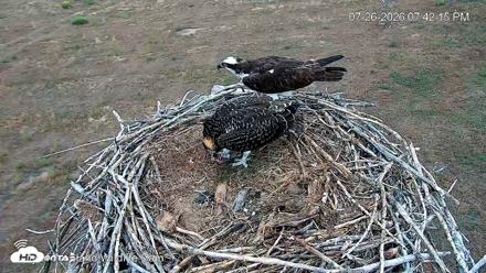 City of Loveland Ospreys Live Cam - Jul 26, 2026, 7:45pm MDT