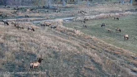 City of Loveland Ospreys Live Cam - Nov 10, 2025, 6:32am MST