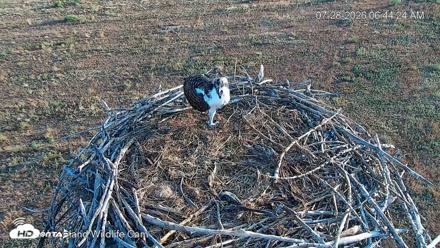 City of Loveland Ospreys Live Cam - Jul 28, 2026, 6:45am MDT
