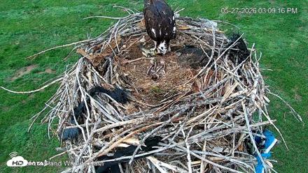 City of Loveland Ospreys Live Cam - May 27, 2026, 3:12pm MDT