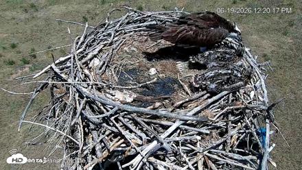 City of Loveland Ospreys Live Cam - Jun 19, 2026, 12:23pm MDT