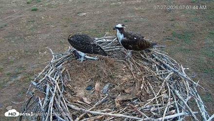 City of Loveland Ospreys Live Cam - Jul 27, 2026, 7:04am MDT
