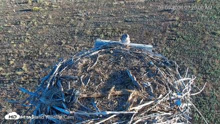 City of Loveland Ospreys Live Cam - Sep 9, 2026, 7:20am MDT