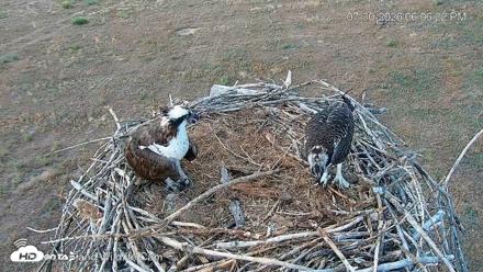 City of Loveland Ospreys Live Cam - Jul 30, 2026, 6:07pm MDT