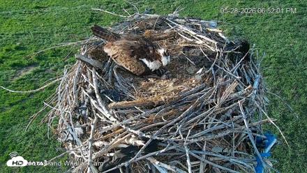 City of Loveland Ospreys Live Cam - May 28, 2026, 6:52pm MDT