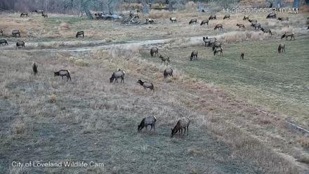 City of Loveland Ospreys Live Cam - Nov 20, 2025, 6:53am MST