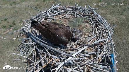 City of Loveland Ospreys Live Cam - Jun 18, 2026, 11:08am MDT