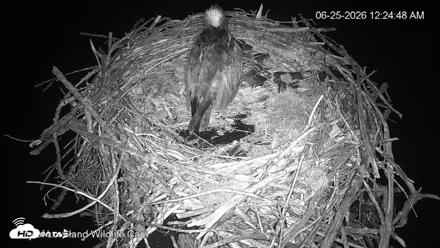 City of Loveland Ospreys Live Cam - Jun 25, 2026, 12:25am MDT