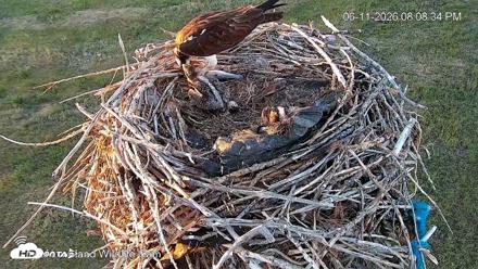City of Loveland Ospreys Live Cam - Jun 11, 2026, 8:11pm MDT