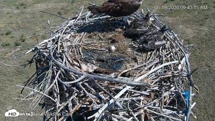 City of Loveland Ospreys Live Cam - Jun 19, 2026, 9:43am MDT