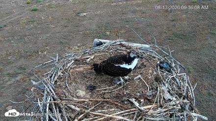City of Loveland Ospreys Live Cam - Aug 13, 2026, 9:39am MDT