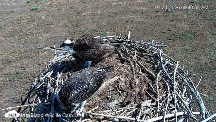 City of Loveland Ospreys Live Cam - Jul 24, 2026, 9:42am MDT