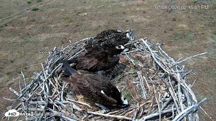 City of Loveland Ospreys Live Cam - Jul 8, 2026, 2:16pm MDT