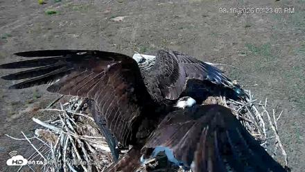 City of Loveland Ospreys Live Cam - Aug 16, 2026, 3:24pm MDT