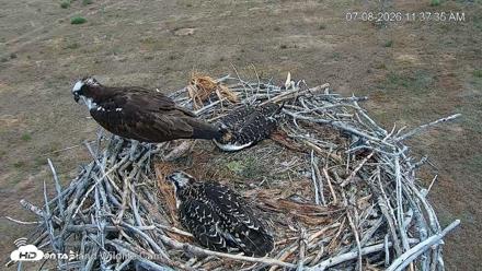City of Loveland Ospreys Live Cam - Jul 8, 2026, 11:38am MDT