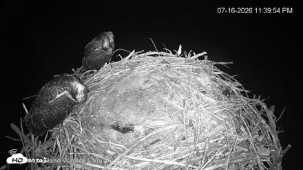 City of Loveland Ospreys Live Cam - Jul 16, 2026, 11:40pm MDT