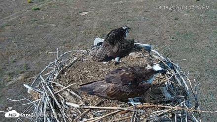 City of Loveland Ospreys Live Cam - Aug 18, 2026, 4:18pm MDT