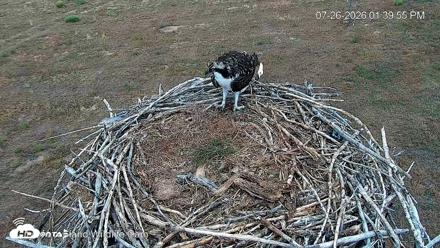 City of Loveland Ospreys Live Cam - Jul 26, 2026, 1:42pm MDT