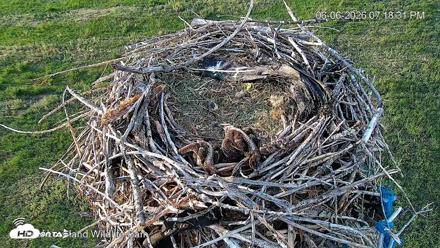 City of Loveland Ospreys Live Cam - Jun 6, 2026, 7:20pm MDT
