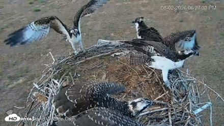 City of Loveland Ospreys Live Cam - Aug 2, 2026, 6:28pm MDT