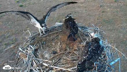 City of Loveland Ospreys Live Cam - Aug 2, 2026, 6:11pm MDT