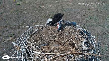 City of Loveland Ospreys Live Cam - Aug 18, 2026, 4:22pm MDT