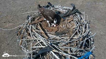 City of Loveland Ospreys Live Cam - Apr 18, 2026, 3:35pm MDT